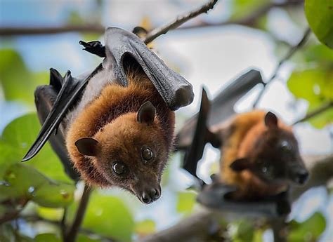 how many species of bats are there in china